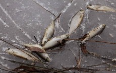 Harsh Winter Kills Thousands Of Fish 