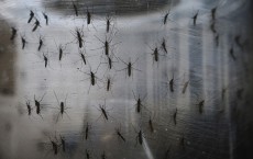 Brazil Faces New Health Epidemic As Mosquito-Borne Zika Virus Spreads Rapidly