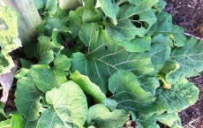 Greater Burdock