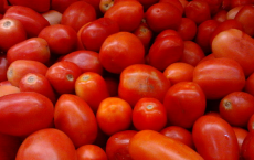 Indian Tomato Hybrid