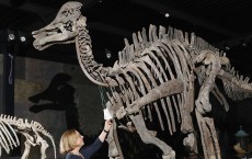 Dinosaur Skeletons For Auction At The Emmen Zoo Natural History Collection Sale