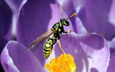 Paper Wasp