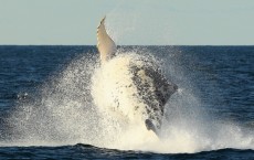 Whale Watching Season Underway In Sydney