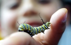 Caterpillar Outbreak Worsens In Massachusetts