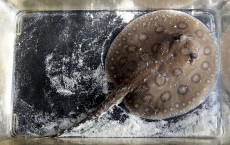 Freshwater Stingray Pups Are Born At Bristol Zoo 