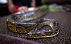 Reflexology Spa Uses Pythons To Massage Clients