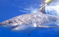 Great White Shark