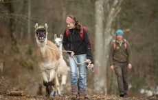 Vacationers Trek With Lamas In German Alps 