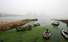 Algae invade China Olympic venue