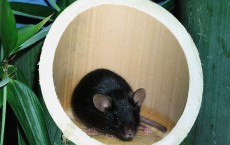 Japanese Scientists Create Worlds First Fatherless Mammal