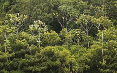 Riverboats Ferry Passengers And Cargo Through Brazilian Amazon 