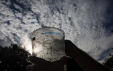 Sao Paulo Lab Produces Genetically-Modified Mosquitoes To Combat Zika Virus