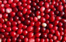 Cranberry Juice Stave off Urinary Infection