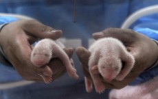 Giant Panda Triplets Born in Southern China Zoo