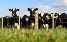 Dairy Farming In Waikato