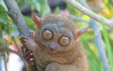 The World Renowned Tarsier of Bohol Island