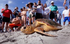 Two Loggerhead Turtles Are Returned To The Wild