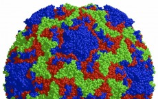 3D model of Cold Virus to Cure Common Cold