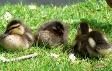 Ducks in A Row