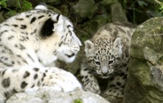 Study: Big Cats Living in Urbanized Area in India