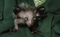 The First UK Captive Bred Aye Aye