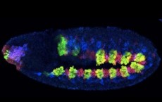 Ancestors of a Fruit Fly's Gut and Heart Muscles