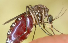 Chicken Smell Keeps Malaria Mosquitoes At Bay, New Study Finds