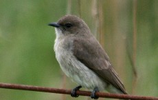 Wahlberg's Honeyguide