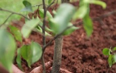 Tree Planting