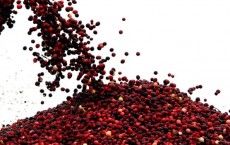 Harvest Begins At Colorful Cranberry Bogs