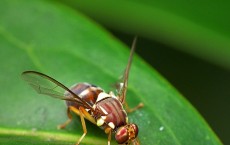 Queensland Fruit Fly