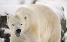 Polar Bears Arriving on Land Early Due To Climate Change