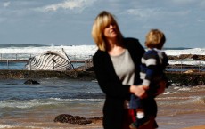 Hump Back Whale Washes Up On Northern Beaches