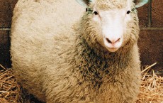 Dolly The Sheep: Cloning Isn’t Linked To Early Ageing, New Study Says