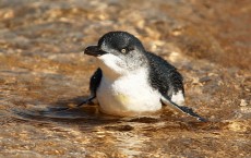 Little Penguins Return To The Sea After Taronga Zoo Rescue 