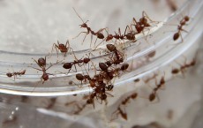 Ant Breeders Of Bogor