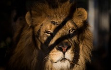 Thirty Three Former Circus Lions Are Airlifted Back To South African Sanctuary