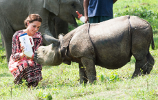 Baby Rhinoceros