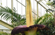 Kew Gardens Titan Arum, AKA The Big Stink, In Rare Full Bloom 