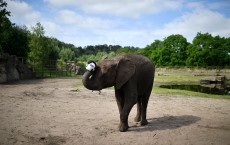 Elephant Nelly To Predict Matches Of Germany At UEFA Euro 2016 