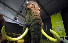 Woolly Mammoth Extinction: Last Population Died Of Thirst On Alaska Island Some 5,600 Years Ago