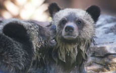 Palm Beach Zoo Debuts Grizzly Bear Cubs