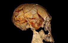 Exciting New Fossils Shed Light on Early Human Evolution  