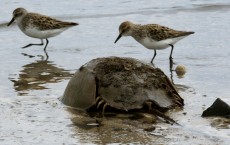 Less Sleep in Sandpipers Leads to More Offspring: Study