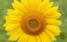 New Study Finds How And Why Sunflowers Follow Sun Movement 