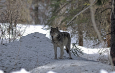 Alaska Wolf