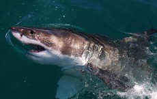 Great White Sharks in South Africa 