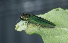 The Emerald Ash Borer Beetle On A Leaf