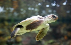 Satellite tracking reveals sea turtle feeding hotspots