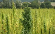 Cannabis Cultivated For Hemp